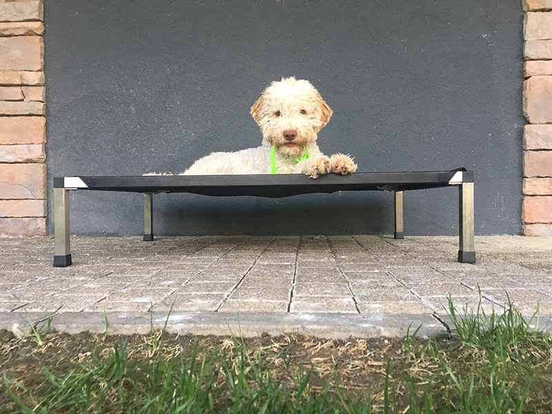 Lagotto Romagnolo2